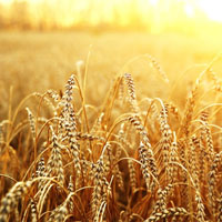 Mehl oder Futtermühlen